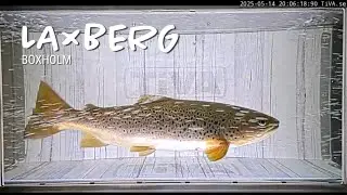 Monitoring the Rare Sommen Trout