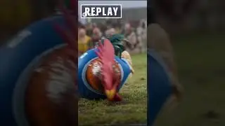 Have you ever seen a chicken play football? 🐔⚽ #trynottolaugh #shorts
