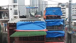 MAAGANG LIVE NAGPAKAIN NA TAYO NG MGA IBON.NAGBIGAY TAYO NG VITMINPRO