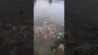feeding fish at taudaha||travel fun || fish nepal