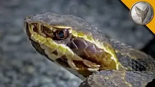 The Cottonmouth and Coral Snake Combo!