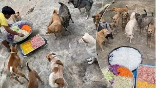 All dog enjoying a delicious bowl of homemade soup Ep5
