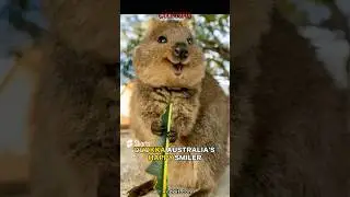 Quokka : The Friendly, Smiling Animal. #shorts #animals #quokka #factopia