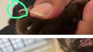 The Cat Whisperer SG: Nail Clipping 101 - Method 1