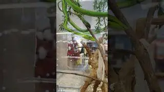നാളെ തന്നെ ഒരു പാമ്പിനെ വാങ്ങും Exotic Pet Shop in Malaysia #pets #petshop #malaysia