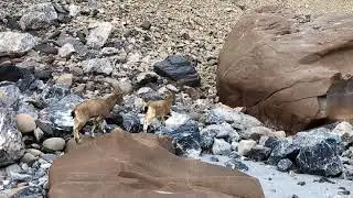 Beautiful Wildlife | Capra Ibex | Chipurson Valley