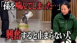 興奮が強すぎて“吠えの代わりになる行動”を教えるのが難しい場合は伝え方を変える！