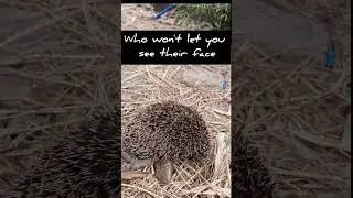 Wild shy guest at the suburban farm #hedgehog #rainyseason