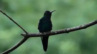 Thalurania colombica - Crowned Woodnymph