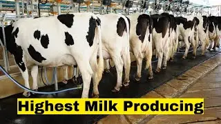 Top 5 Dairy Cattle Breed In The World