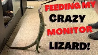 instagrams most famous mangrove monitor!! feeding mango!! feeding mangrove monitors