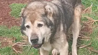 Macukulli Ancient Bloodline Illyrian Molos #illyrian #shqiperia #workingdogs