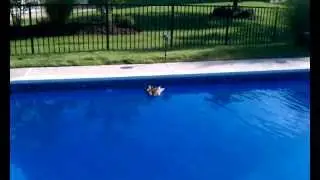Pool Party Crashers... Really!