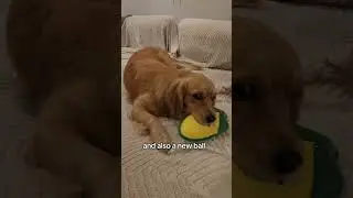 My new toy  #goldenretriever #puppy #australia #toy #dogs