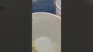 Extra Protein for Mosquitofish