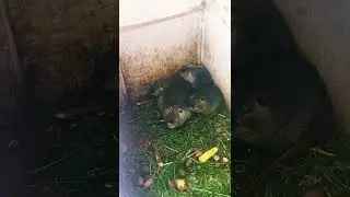 Нутрия #shorts #animals #nature #rat #нутрия #nutria #крыса