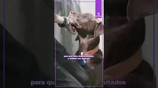 &iquest;Ya vacun&oacute; a su mascota?💉#shorts #consejos #mascotas