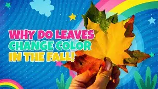 Why Do Leaves Change Color in the Fall