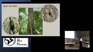 Characterizing Roost Selection of Migrating LANO in Fall – Beatriz Nogueira e Figueira – OBN 2025