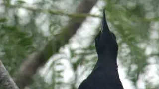 Great-tailed Grackles