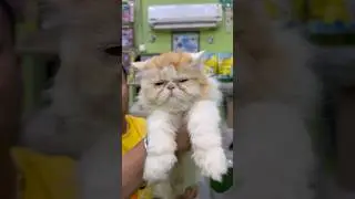 Extreme Punch Face Cat Sell Low Price. #petshub #cat