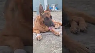 Happy Raksha Bhandhan😀 |Cute Jack| #shorts #viral