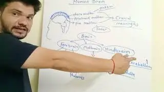 Human Brain Parts | Forebrain | Midbrain| Hindbrain