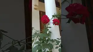 My Sister House's Desi Red Rose Plant//Fahmida's Gardening