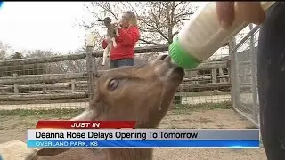 Deanna Rose Children's Farmstead delays opening due to snow, ice