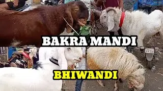 Bhiwandi Bakra Mandi 2025 | Bakra Mandi Bhiwandi | Meharban Ansari
