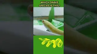 Which Snake Species Is This? #shorts #wiseanimals4u #snake