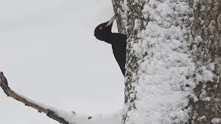 Black woodpecker - Ciocanitoare neagra