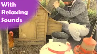 Keeping Chickens for Beginners - My Daily Routine | No talking | Relaxing Allotment Sounds