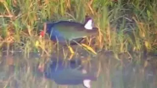 Purple Gallinule at Roy Kizer Golf Course May 16, 2006
