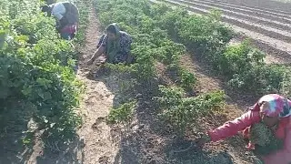 सांसवानी काढल्या मिरच्या भागवून मी पण थोडी मदत केली!पावट्याचा पहिला तोडा#🌶️🌶️🌱🌱🌿✨✨...
