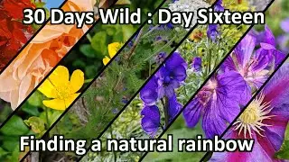 Looking for the colours of the rainbow in nature during 30 Days Wild