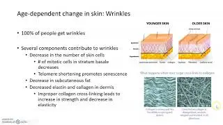 Aging Skin: Wrinkles and Photoaging