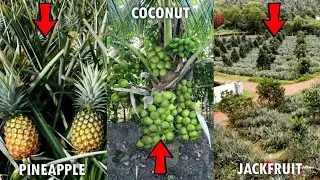 Integrated Pineapple Farming | Integrated Coconut Farming | Integrated Jackfruit Farming