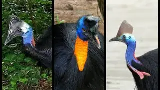 cassowary species in world