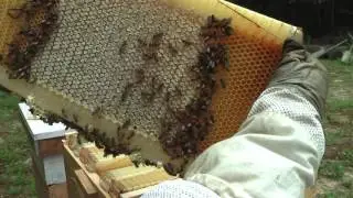 S03E03 - BroodMinder & Flow Hive Super