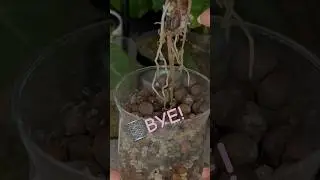 Выбрасываю это растение #растения #комнатныерастения