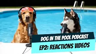 Dogs React to Their Own Fails | Hilarious Dog Podcast