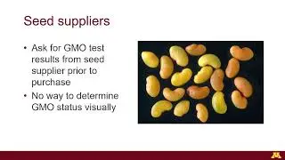 Preventing GMO contamination (accessible version)