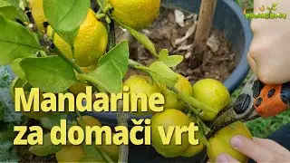 Sajenje mandarine: top 3 sorte za domači vrt