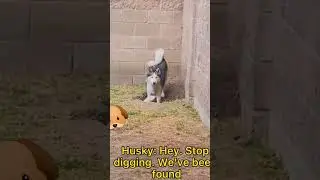 dogs caught in the act ,  digging !!! #doglovers #puppylife  #animallover  llover #pets #funnyvideo