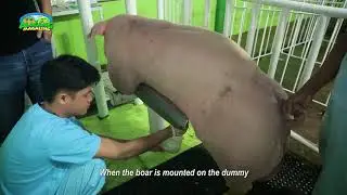 Alagang Magaling S11 EP1   Porkchamp