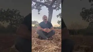 Şanlıurfa fıstık ağaç budama nasıl olur.