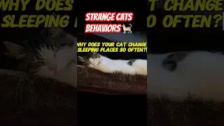 Strange cats behaviors #cat #kitten #catbehavior