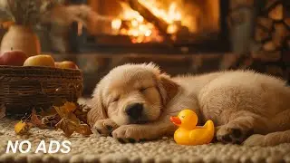 12 часов успокаивающей музыки для собак 🐶💖 Снятие тревоги разлуки 🎶 Успокаивающая музыка для собак 🐾