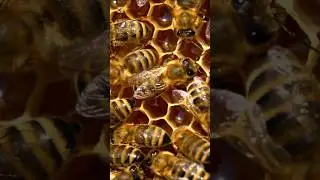Bee Sounds | Busy Bees